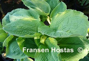 Hosta Sacramento