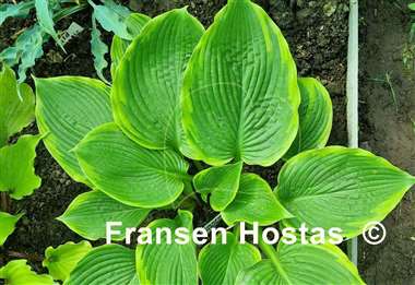 Hosta Sacramento