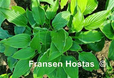 Hosta Sada