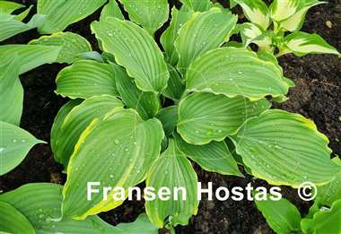 Hosta Sada