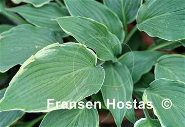 Hosta Sada