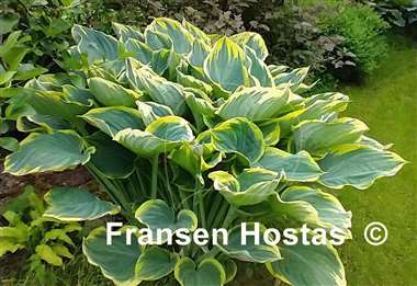 Hosta Sagae