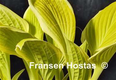 Hosta Saint Elmo's Fire