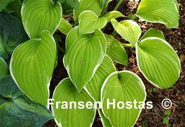 Hosta Saint Elmo's Fire
