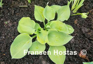 Hosta Saketini