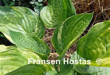 Hosta Sally Goes Green