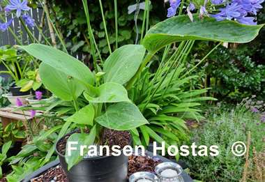 Hosta Sally Goes Green