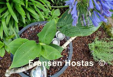 Hosta Sally Goes Green