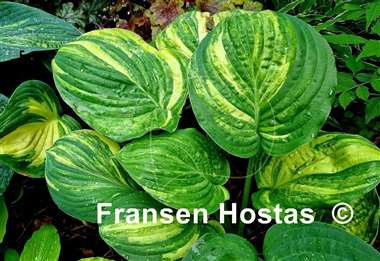 Hosta Sally and Bob