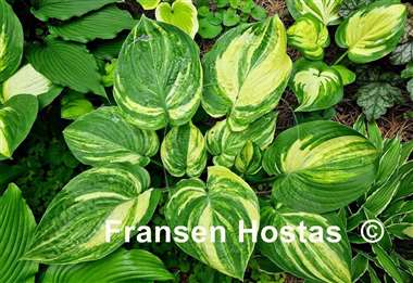 Hosta Sally and Bob