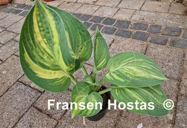 Hosta Sally and Bob