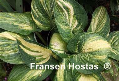 Hosta Sally and Bob