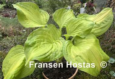 Hosta Salty Dog