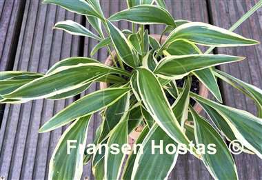 Hosta Sandhill Crane