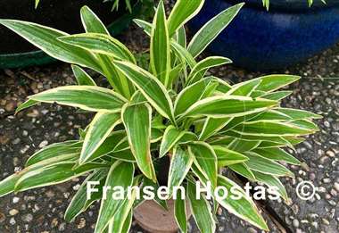 Hosta Sandhill Crane