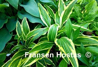 Hosta Sandhill Crane