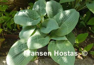 Hosta Sapphire Pillows