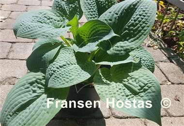 Hosta Sapphire Pillows