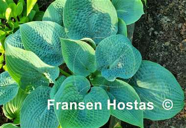 Hosta Sapphire Pillows