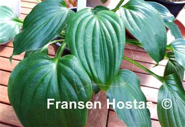 Hosta Sapporo
