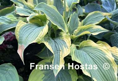 Hosta Satisfaction