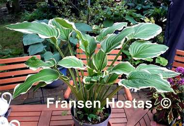 Hosta Savannah