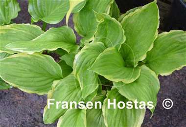 Hosta Savannah