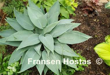 Hosta Scheherazade