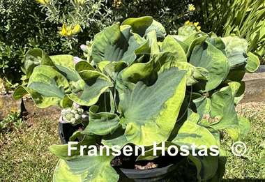 Hosta School Mouse