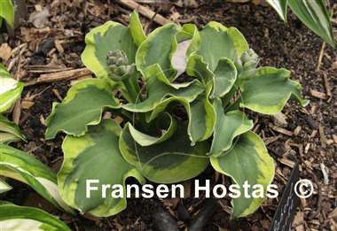 Hosta School Mouse