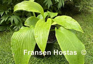 Hosta Scituate Sunrise