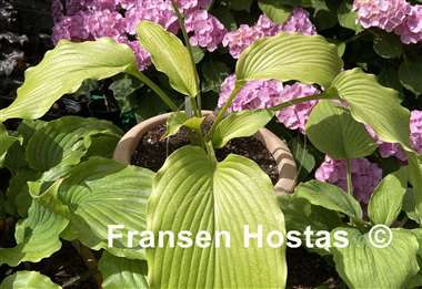 Hosta Scituate Sunrise