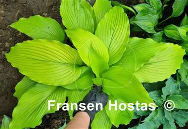 Hosta Scituate Sunrise