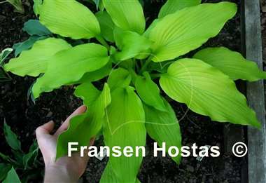 Hosta Scituate Sunrise