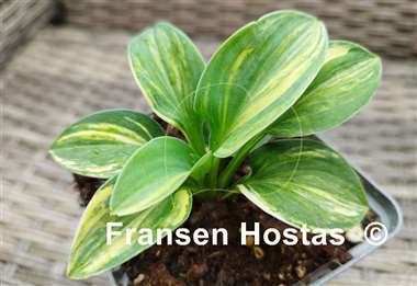 Hosta Screaming Mouse