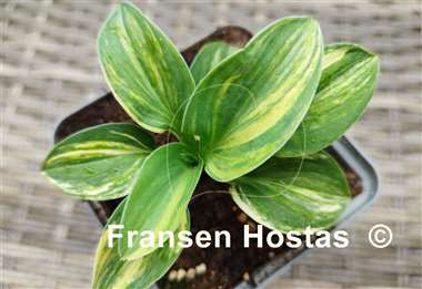 Hosta Screaming Mouse