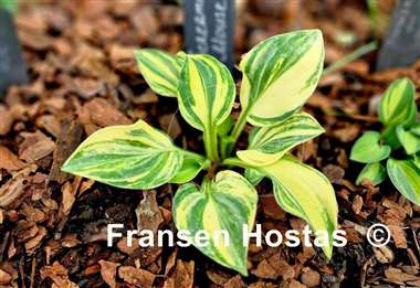 Hosta Screaming Mouse