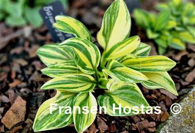 Hosta Screaming Mouse