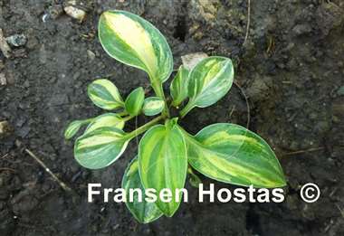 Hosta Screaming Mouse