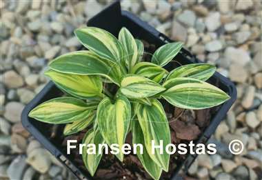 Hosta Screaming Mouse