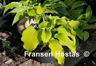 Hosta Sea Angel Wings