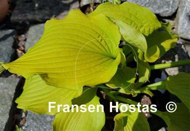 Hosta Sea Angel Wings