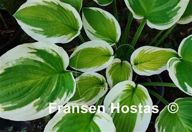 Hosta Sea Beacon