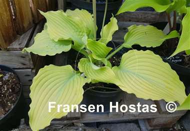 Hosta Sea Gulf Stream