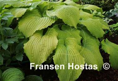 Hosta Sea Gulf Stream