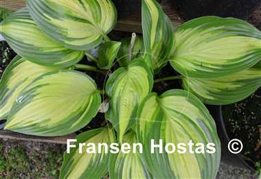 Hosta Sea Thunder