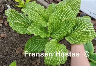 Hosta Second Coming