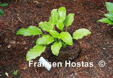Hosta Second Coming