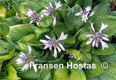 Hosta Second Wind
