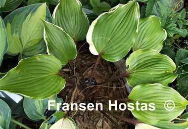 Hosta Secret Treasure